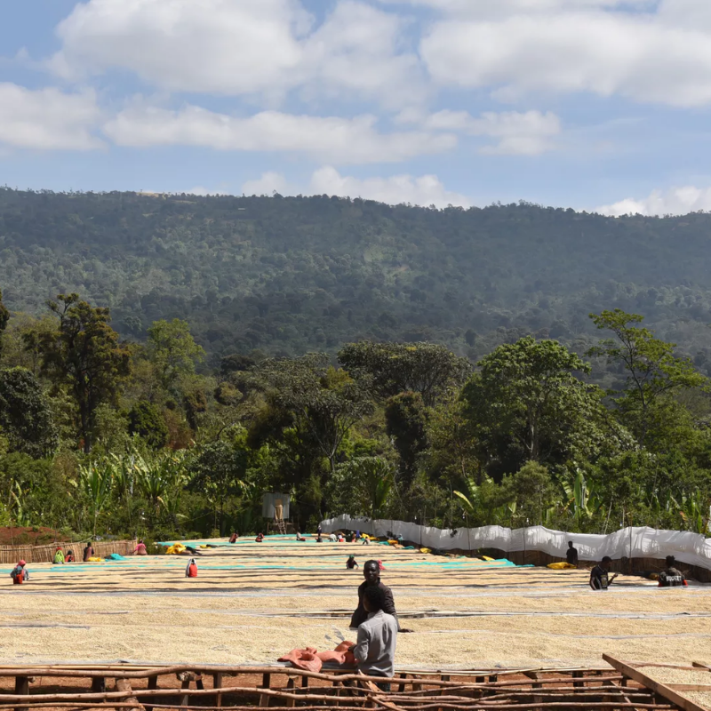 Café arabica d'Ethiopie chez Le Torréfacteur à Caen