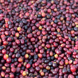 Café de spécialité éthiopien Guji Tabe disponible chez Le Torréfacteur à Caen.