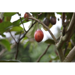Café de Papouasie Nouvelle Guinée