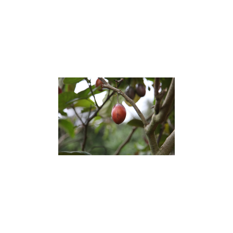 Café de Papouasie Nouvelle Guinée