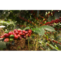 Café de Bolivie Ayni