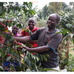 Café de spécialité d'Ouganda