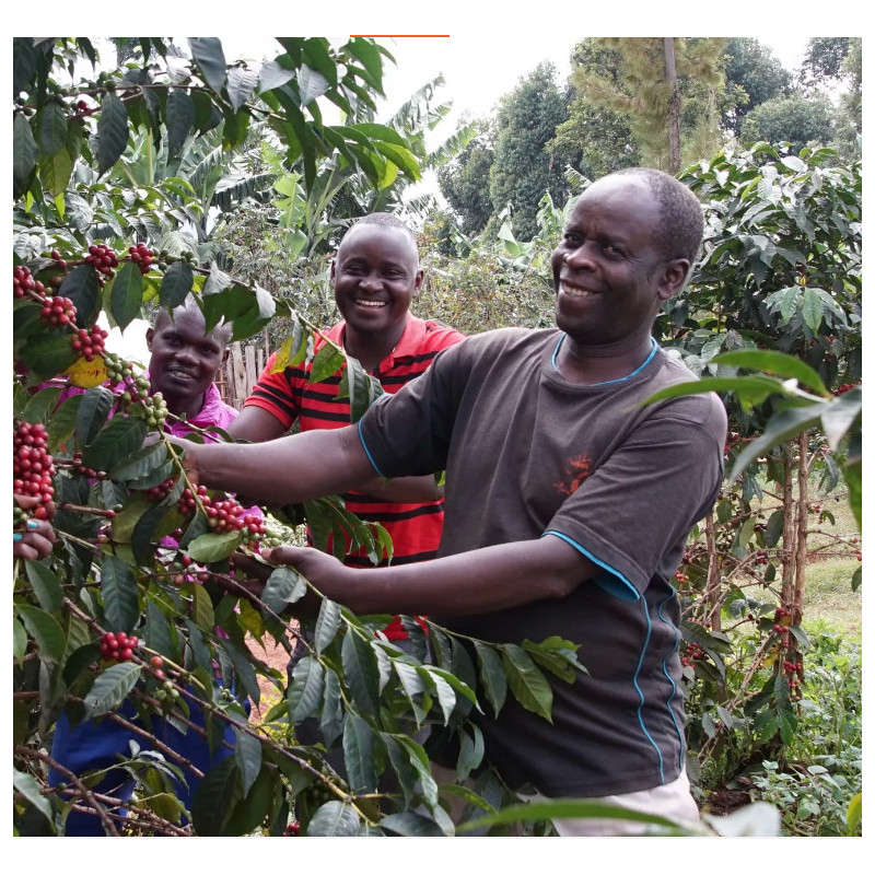 Café de spécialité d'Ouganda