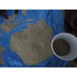 Café de spécialité d'Ethiopie Yirgacheffe Beloya chez Le Torréfacteur