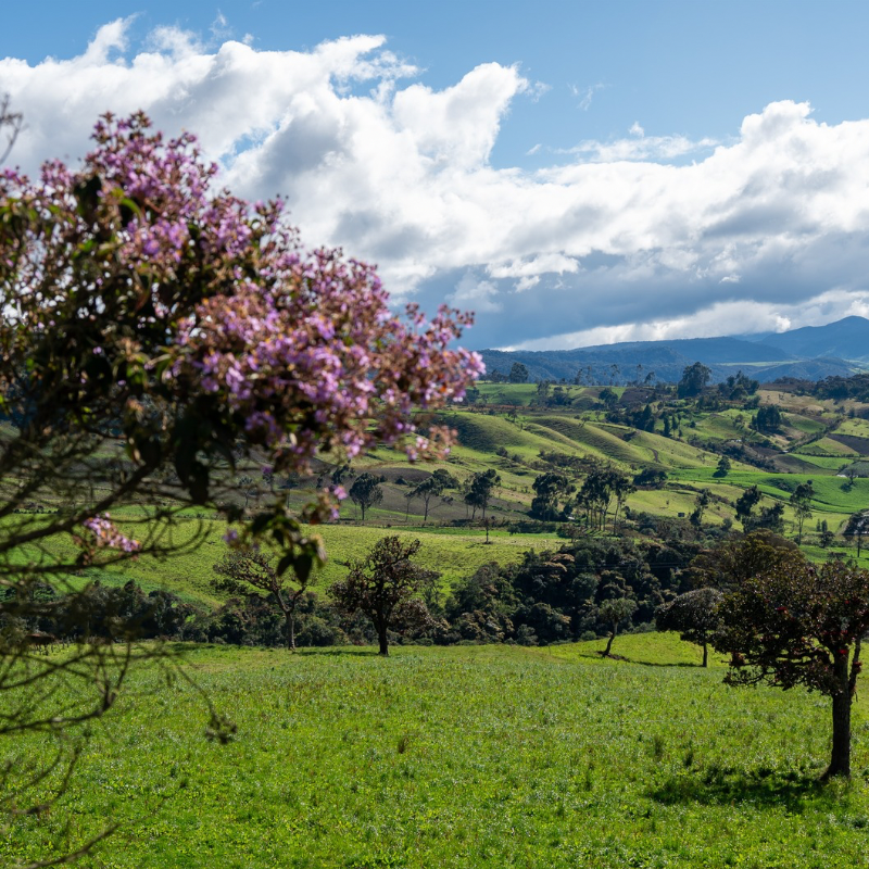 Café de spécialité de Colombie