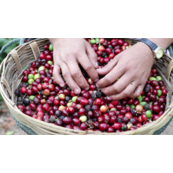 Café arabica du Mexique