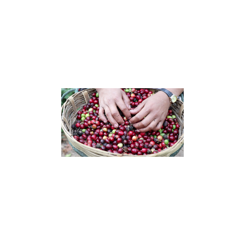 Café arabica du Mexique