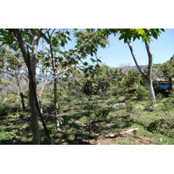 Café de spécialité Chiapas