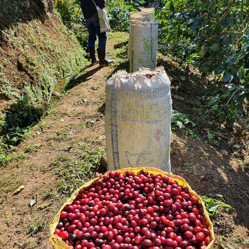 Café arabica du Guatemala chez Le Torréfacteur Café arabica du Guatemala chez Le Torréfacteur