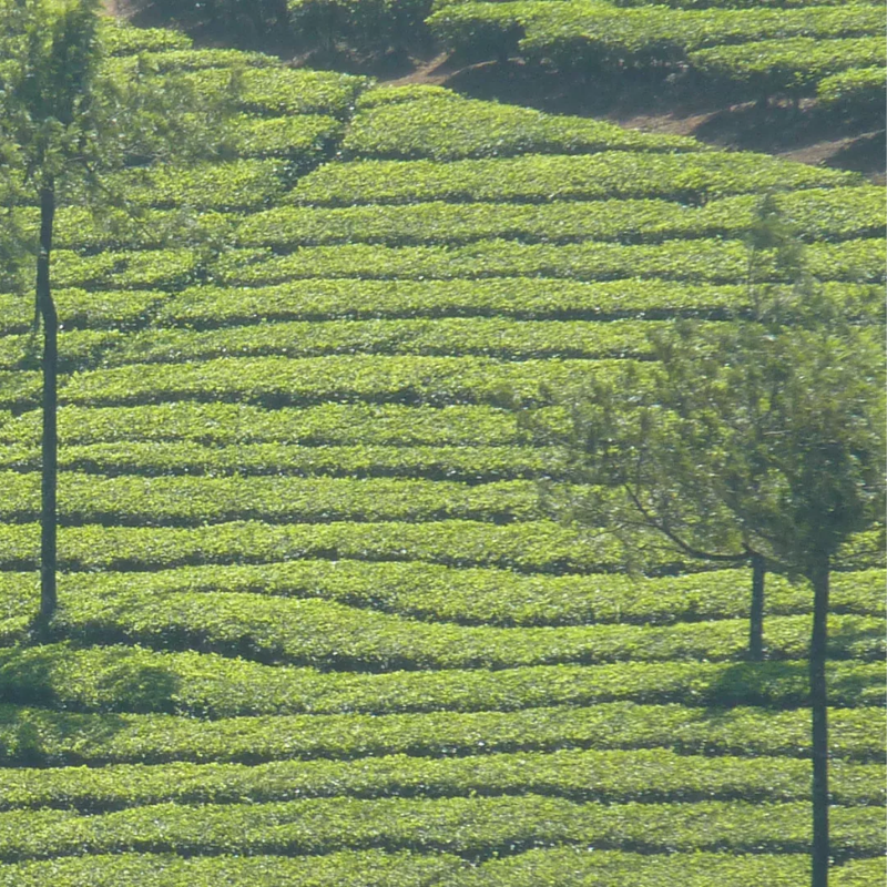 Café arabica d'Inde chez Le Torréfacteur