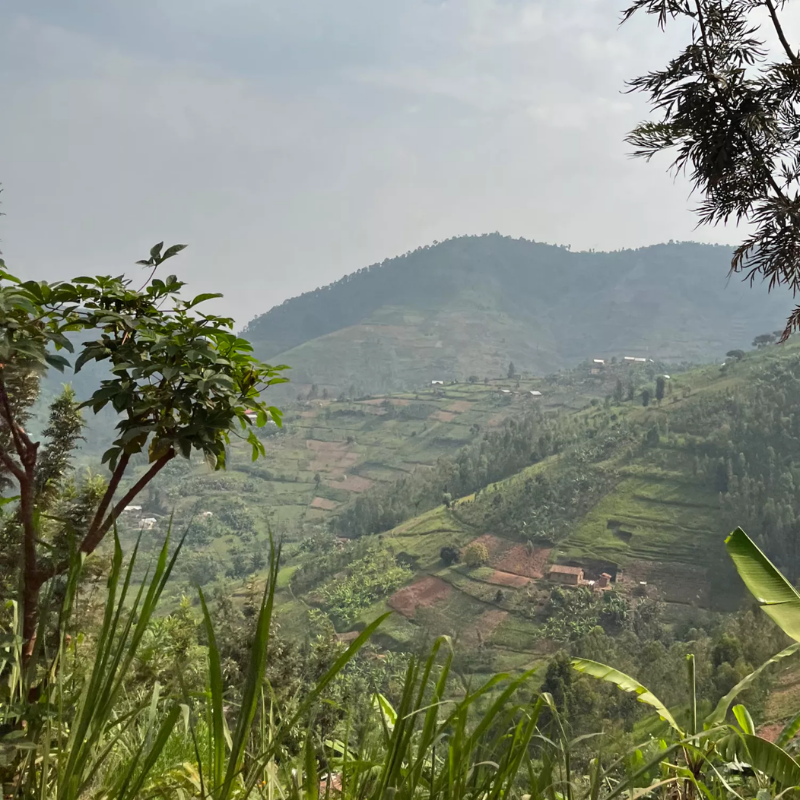 Café arabica du Rwanda chez Le Torréfacteur Café arabica du Rwanda chez Le Torréfacteur